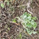 비지1리 이미지