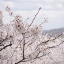 수양1농로 | 화담숲 입장료 입장시간 벚꽃놀이 2026 화담숲 벚꽃개화시기 🌸 이제 곧 만발할 것 같아요!!