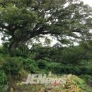 안덕면 통물(감산리) 이미지