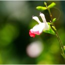 핫립 세이지(Hot Lips Sage) 이미지