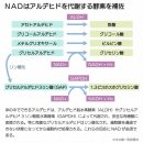 주목받는 항노화물질 'NMN'. 효과나 부작용은? 이미지