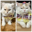 동동이네설기 | 고양이모래 두부만찬 친환경 두부모래 추천해요~