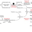 Re:Re: Branched-Chain Amino Acids (Leucine, Isoleucine, and Valine) and Skeletal Muscle 이미지