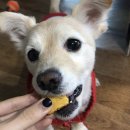 훈트(HUND) 이미지