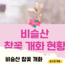업사이클 페인팅 | 2024비슬산참꽃축제 기본정보 개화시기