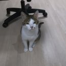 [haha ha] 순둥테스트 합격한 고양이 무의 순둥모먼트 모음 이미지