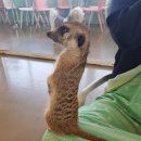 미어켓파크 이미지