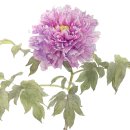 자연-꽃 이미지