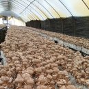 선우농장2 이미지