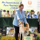 진돗개, 그룹 입상과 Best In Show 이미지