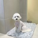 퍼피글랫 이미지