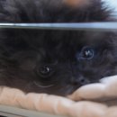 이정훈 강아지 이미지