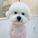단비네 애견미용 이미지