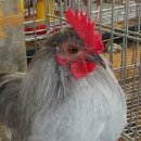 게임잉글리쉬 이미지