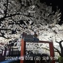 뿅당구장 | 김천 야경명소 교동 연화지 벚꽃 구경 벚꽃명소 야경맛집 인정