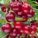 화성-향남-향남 8호 이미지