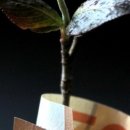 부사노바 이미지