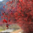 (주)의성
