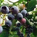 용신농장 이미지