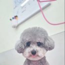 미미멍