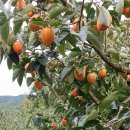 하동 악양 대봉감 주문예약 받습니다^^ 이미지