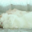 디디그루밍 이미지