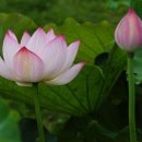 천년약속 이미지