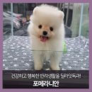 딜라잇독 이미지