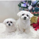 강아지분양 애견입양 아이러브독 인천점 이미지