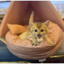 도그마루 이미지