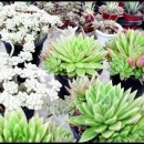 세진농장 이미지