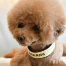 르메이애견 이미지