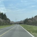 제주 벚꽃 명소 4월 녹산로 유채꽃도로 실시간, 주차