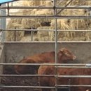 정식축사 이미지