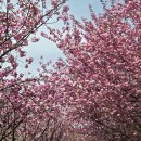 201 | [충남 서산/겹벚꽃 명소] 봄날의 동화 같은 핑크빛 세상, 서산 문수사 힐링 방문 후기!