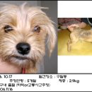 하치 이미지
