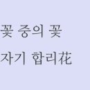 쎄모 이미지