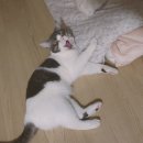 빵실이네 Daum카페