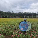 산소카페 청송정원 매표소 근처 | 산소카페 청송정원 백일홍꽃-가을 가볼만한곳