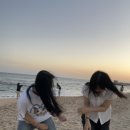 담쟁이의 꽃말은 ‘행복한 사랑’입니다. In 강릉