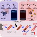 바이오벨리3로L 이미지