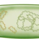 플라스미드(PLASMID)