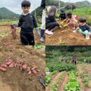 영천열매마농장 | 대전 근교 주말농장 아이들과 함께 고구마캐기 주말농장 후기