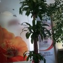 느티나무치과의원 이미지