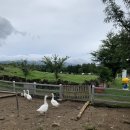 이든목장 이미지