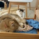 집사의하루 혜화점 이미지