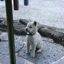 거문오름꿈의숲