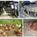 고추골솔바람마을 이미지