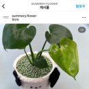 썸머리플라워 이미지