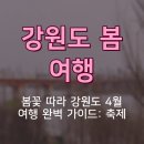 남경알뜰한마트 | 봄꽃 따라 강원도 4월 여행 완벽 가이드: 축제 일정·반값여행 혜택·꿀팁 총정리